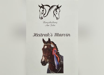 Deutsches Reitpony, Hengst, 22 Jahre, 147 cm, Brauner