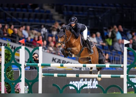 Deutsches Reitpony, Hengst, 9 Jahre, 147 cm, Brauner