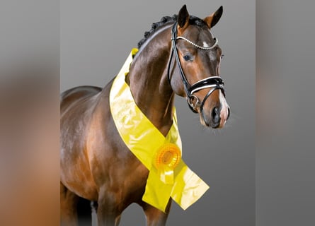 Deutsches Reitpony, Hengst, 6 Jahre, 148 cm