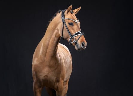 Deutsches Reitpony, Hengst, 3 Jahre, 145 cm, Falbe