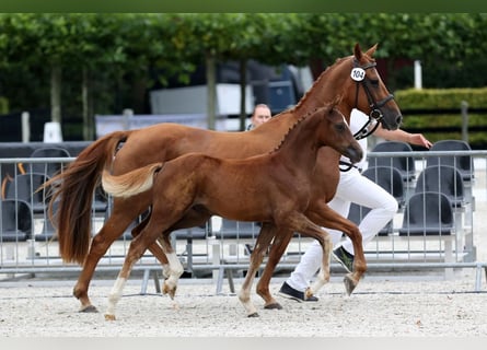 Deutsches Reitpony, Hengst, Fohlen (05/2025), 115 cm, Dunkelfuchs