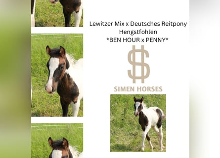Deutsches Reitpony Mix, Hengst, Fohlen (04/2025), 140 cm, Schecke