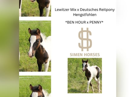Deutsches Reitpony Mix, Hengst, , 140 cm, Schecke