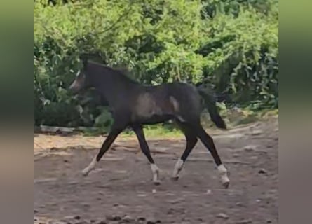 Deutsches Reitpony, Hengst, Fohlen (04/2026), 145 cm, Falbe