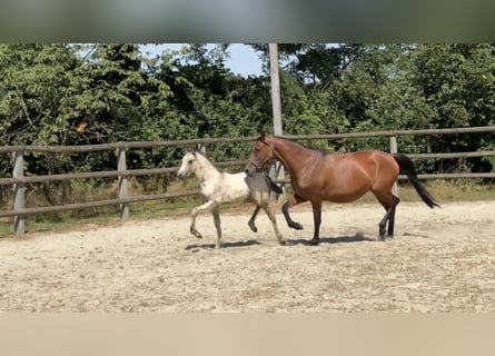 Deutsches Reitpony, Hengst, Fohlen (05/2026), 146 cm, Falbe