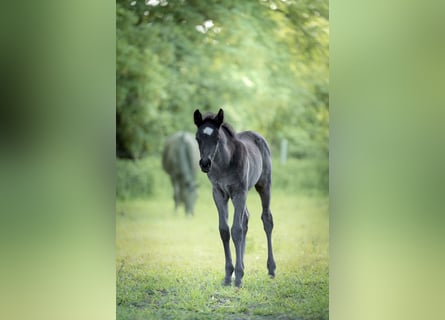 Deutsches Reitpony, Hengst, Fohlen (04/2026), 146 cm, Rappe