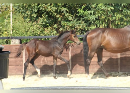 Deutsches Reitpony, Hengst, Fohlen (05/2025), 147 cm, Brauner