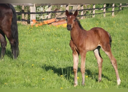 Deutsches Reitpony, Hengst, , 147 cm, Brauner