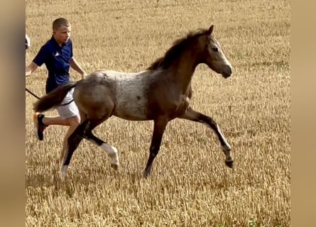 Deutsches Reitpony, Hengst, Fohlen (04/2024), 147 cm, Buckskin