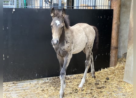 Deutsches Reitpony, Hengst, Fohlen (04/2024), 147 cm, Buckskin