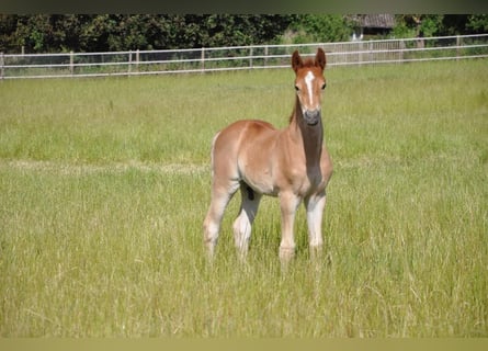 Deutsches Reitpony, Hengst, , 147 cm, Dunkelfuchs