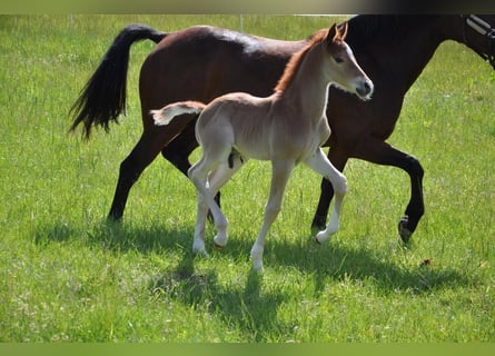 Deutsches Reitpony, Hengst, , 147 cm, Dunkelfuchs