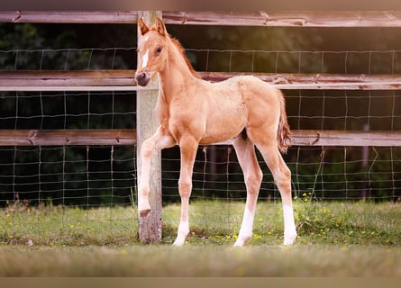 Deutsches Reitpony, Hengst, , 147 cm, Falbe