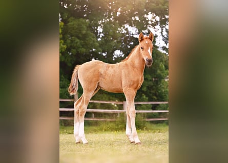 Deutsches Reitpony, Hengst, , 147 cm, Falbe