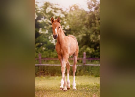 Deutsches Reitpony, Hengst, , 147 cm, Falbe