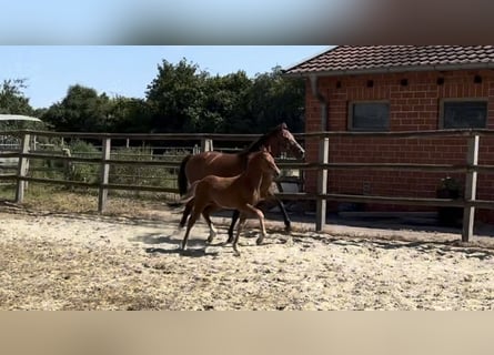 Deutsches Reitpony, Hengst, Fohlen (04/2026), 147 cm, Fuchs