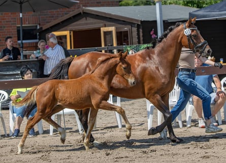 Deutsches Reitpony, Hengst, Fohlen (04/2026), 147 cm, Fuchs