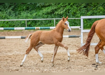 Deutsches Reitpony, Hengst, Fohlen (06/2024), 147 cm, Fuchs