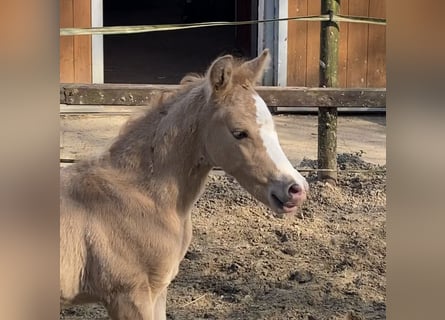 Deutsches Reitpony, Hengst, , 147 cm, Palomino
