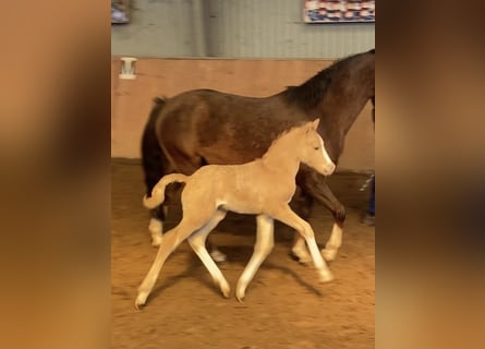 Deutsches Reitpony, Hengst, , 147 cm, Palomino