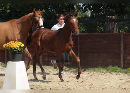 Deutsches Reitpony, Hengst, Fohlen (03/2025), 148 cm, Brauner