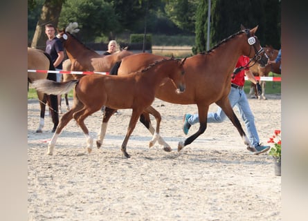 Deutsches Reitpony, Hengst, Fohlen (04/2025), 148 cm, Brauner