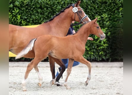 Deutsches Reitpony, Hengst, Fohlen (04/2025), 148 cm, Brauner