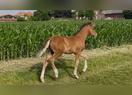 Deutsches Reitpony, Hengst, , 148 cm, Brauner