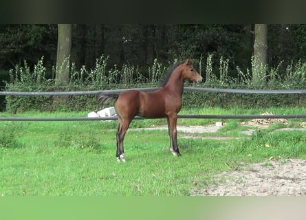Deutsches Reitpony, Hengst, Fohlen (05/2023), 148 cm, Brauner