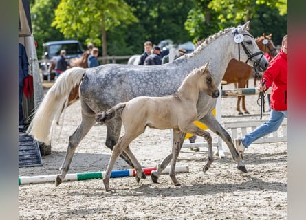 Deutsches Reitpony, Hengst, , 148 cm, Braunfalbschimmel