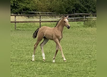 Deutsches Reitpony, Hengst, Fohlen (01/2024), 148 cm, Buckskin