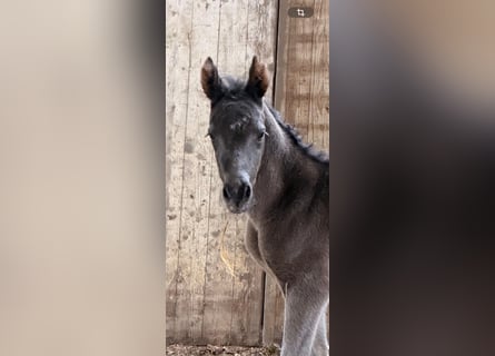 Deutsches Reitpony, Hengst, Fohlen (04/2026), 148 cm, Buckskin