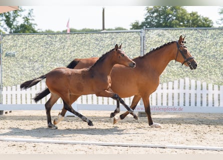Deutsches Reitpony, Hengst, Fohlen (04/2025), 148 cm, Dunkelbrauner