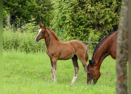 Deutsches Reitpony, Hengst, Fohlen (04/2024), 148 cm, Dunkelfuchs