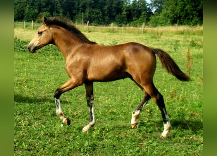 Deutsches Reitpony, Hengst, Fohlen (02/2024), 148 cm, Falbe