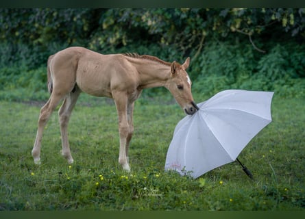Deutsches Reitpony, Hengst, Fohlen (05/2026), 148 cm, Falbe