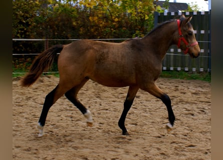 Deutsches Reitpony, Hengst, Fohlen (02/2024), 148 cm, Falbe