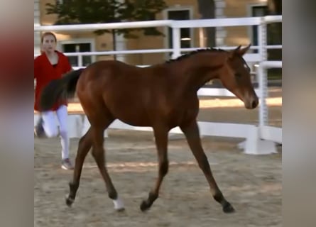 Deutsches Reitpony, Hengst, Fohlen (04/2025), 148 cm, Hellbrauner