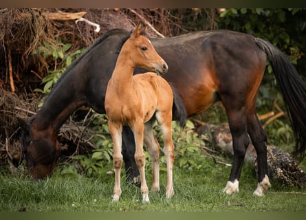 Deutsches Reitpony, Hengst, Fohlen (04/2025), 148 cm, Hellbrauner