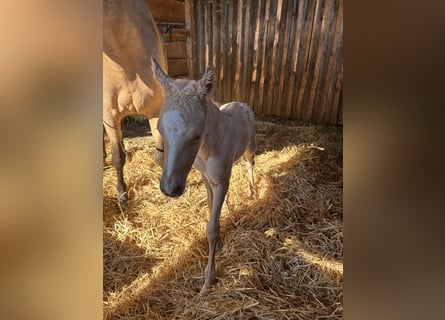 Deutsches Reitpony, Hengst, , 148 cm, Palomino