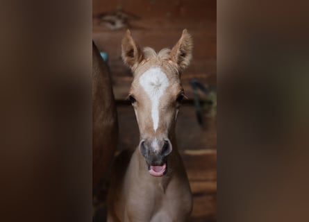 Deutsches Reitpony, Hengst, , 148 cm, Palomino