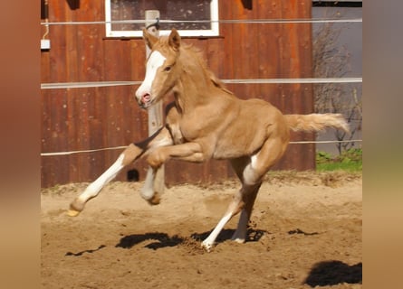 Deutsches Reitpony, Hengst, , 148 cm, Palomino