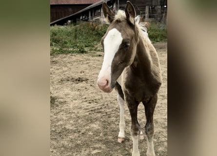 Deutsches Reitpony, Hengst, Fohlen (04/2026), 148 cm, Palomino