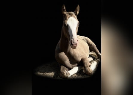 Deutsches Reitpony, Hengst, Fohlen (04/2026), 148 cm, Palomino