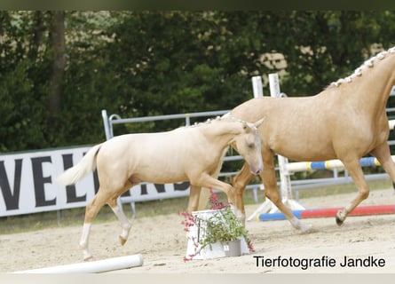 Deutsches Reitpony, Hengst, Fohlen (03/2026), 148 cm, Palomino