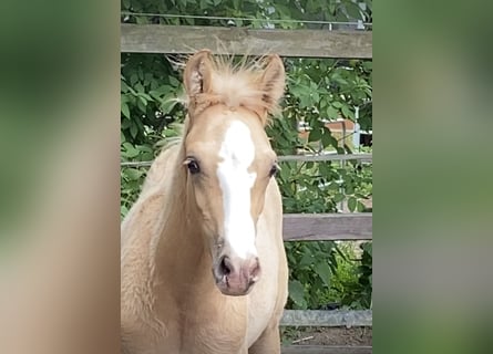 Deutsches Reitpony, Hengst, , 148 cm, Palomino