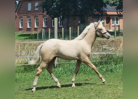 Deutsches Reitpony, Hengst, Fohlen (04/2025), 148 cm, Palomino