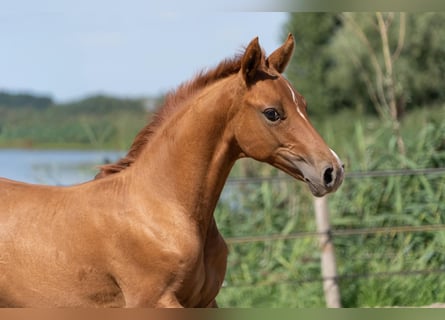Deutsches Reitpony, Hengst, Fohlen (05/2026), 148 cm, Red Dun