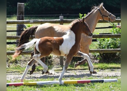 Deutsches Reitpony, Hengst, Fohlen (03/2025), 148 cm, Tobiano-alle-Farben