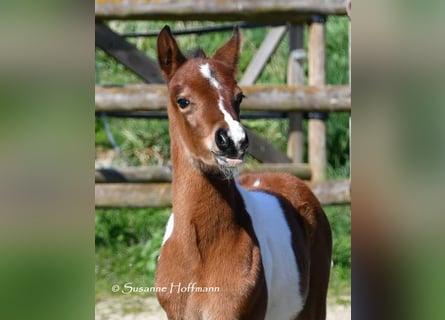 Deutsches Reitpony, Hengst, , 148 cm, Tobiano-alle-Farben